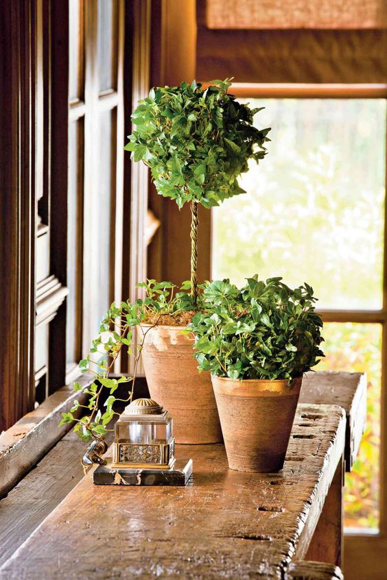 English ivy is also great for purifying the air in your home by removing toxins like benzene, formaldehyde, and trichloroethylene