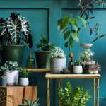 The Best Plants for Brightening Up Your Home