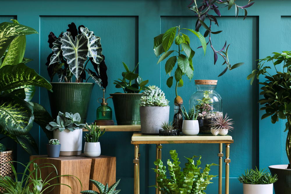 The Best Plants for Brightening Up Your Home