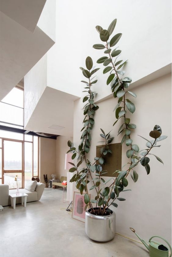 The rubber plant is also great for purifying the air in your home by removing toxins like formaldehyde